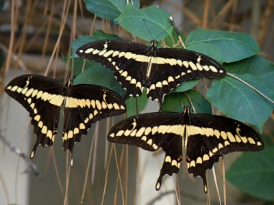 Giant Swallowtails