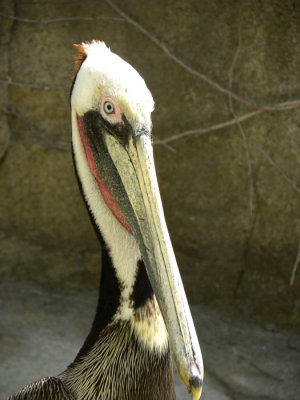 Brown Pelican N3744