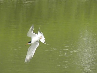 Terns