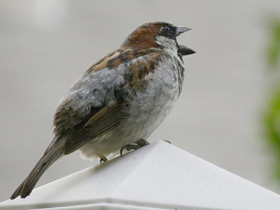 House Sparrow N6193