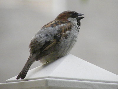 House Sparrow N6236
