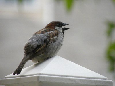 House Sparrow N6235