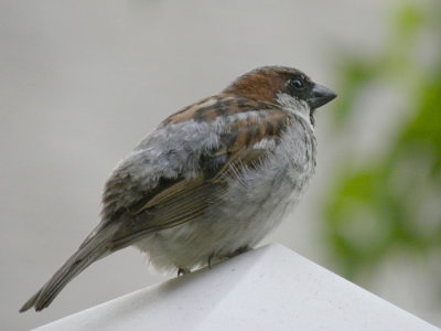House Sparrow N6188