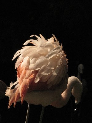 Flamingo 2