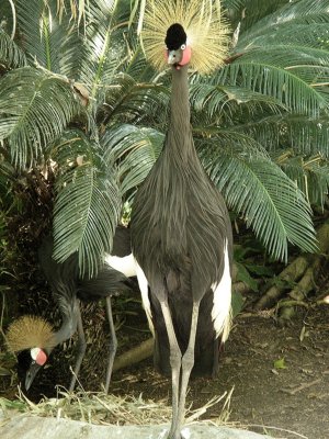 Black Crowned Cranes w/nest