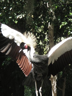 Black Crowned Crane