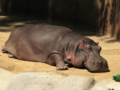 Hippo 1