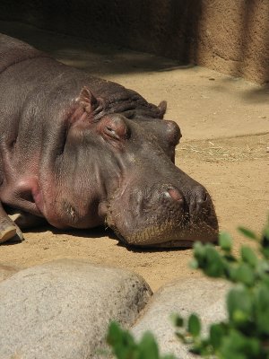 Hippo 2