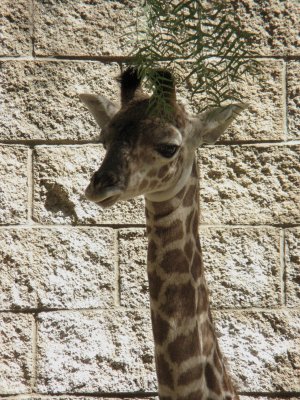 4 week old baby giraffe