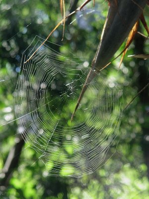 Web in Sun