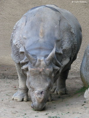 Rhino - minus horn
