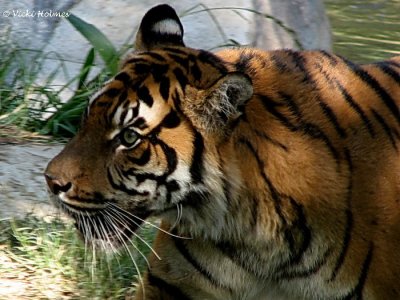 Mom Sumatran Tiger