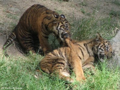 Baby Tigers - Ouch!