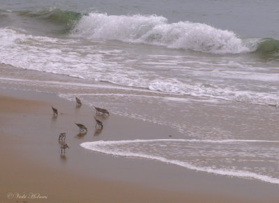 Sanderlings