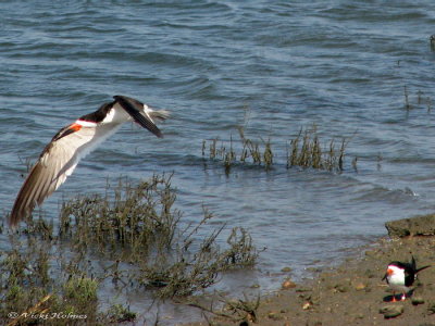 Black Skimmers