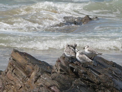 Sanderlings