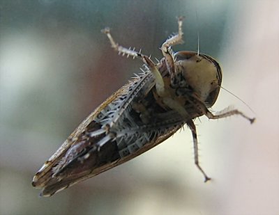 Bug on my window