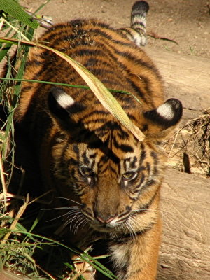 Sumatra Tiger Cub