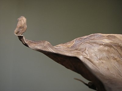 Portrait of a Leaf