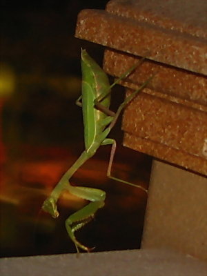 Praying Mantis