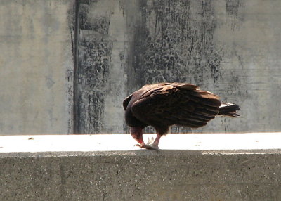 Turkey Vulture