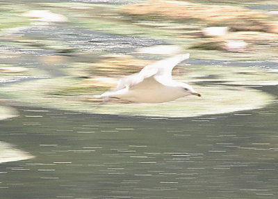 Sea Gull Blur