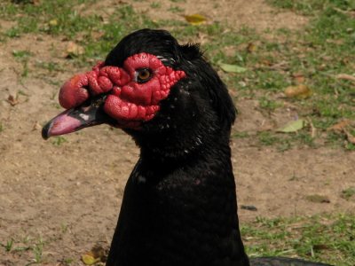 Muscovy Duck head shot