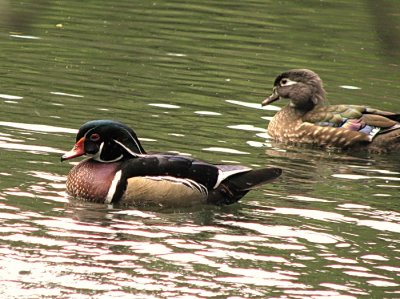 Male and Female