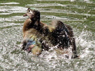 Female splashing
