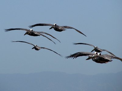 Brown Pelicans in flight