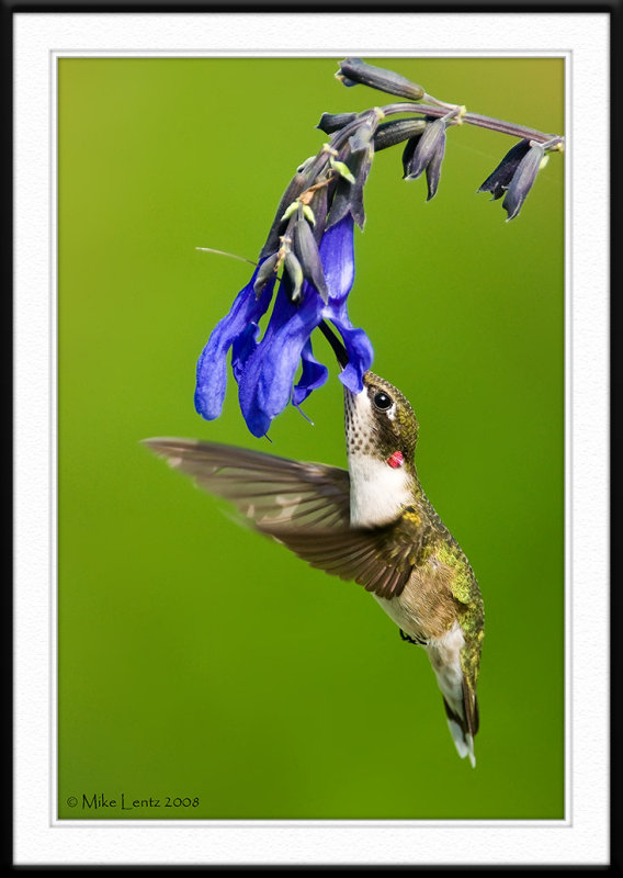 Verticle on the Salvia