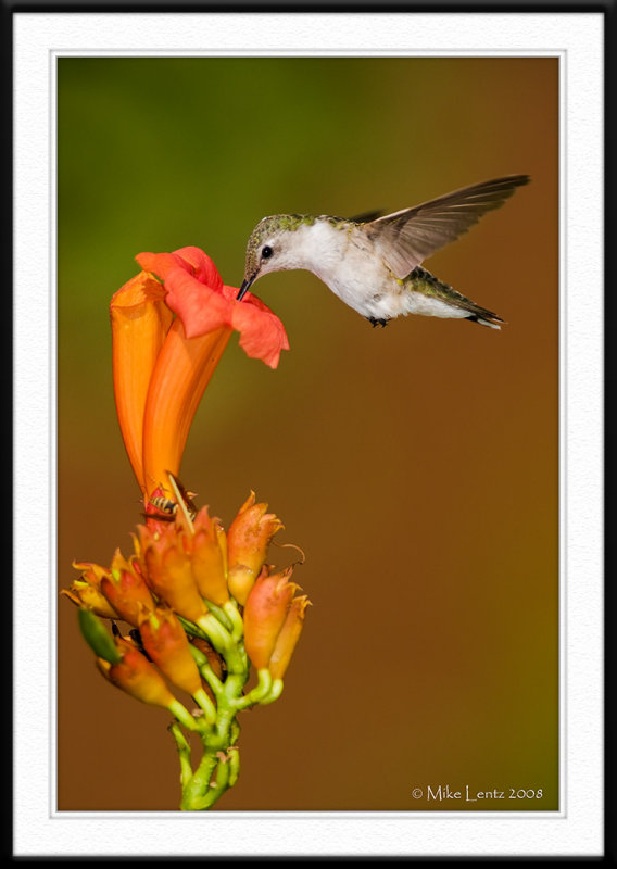 Sweet nectar!