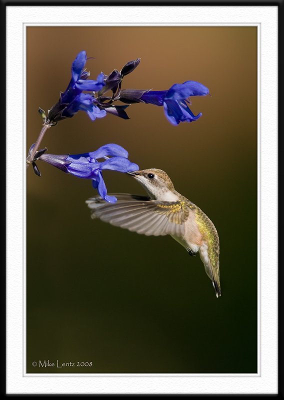 Juvenile HB looks over Salvia