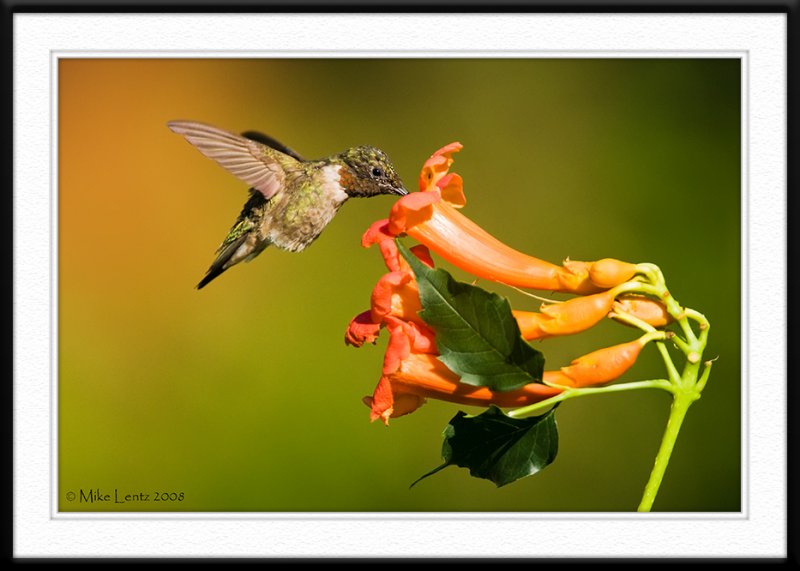 Trumpet Vine Flower tasting