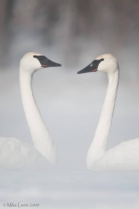 Trumpeter Swans face to face 