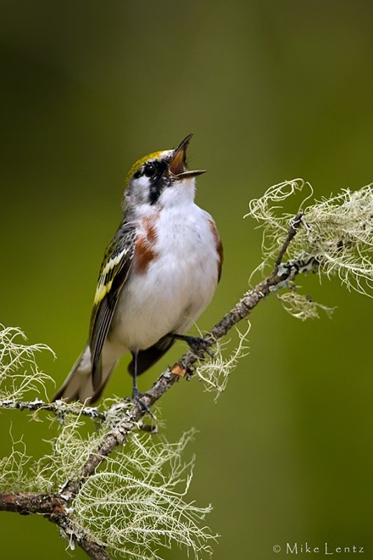 Chestnut sided warbler  (juvie)