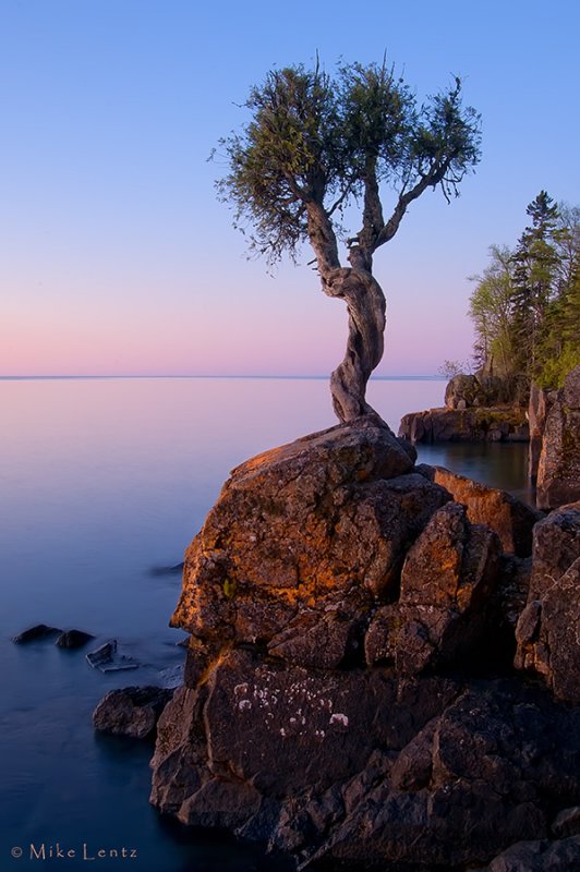 Witch Tree aka Little Cedar Spirit Tree - a 400 year old tree sacred to the Ojibwa Indians