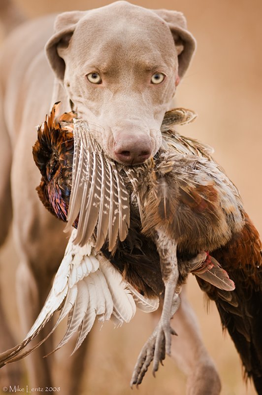 Weimareiner with a Pheasant