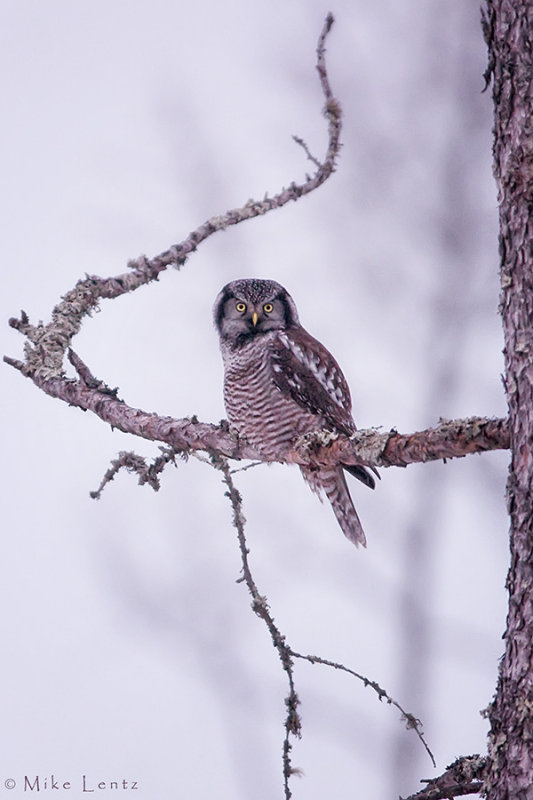 Northern Hawk Owl