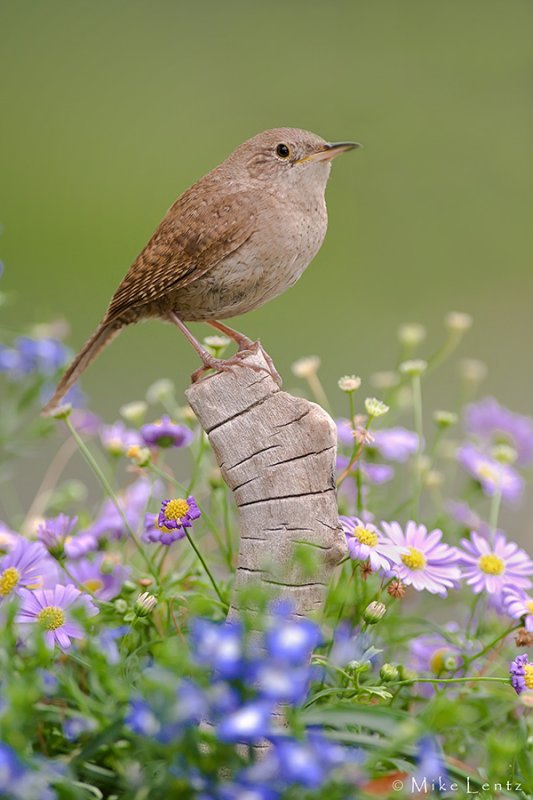 House Wren