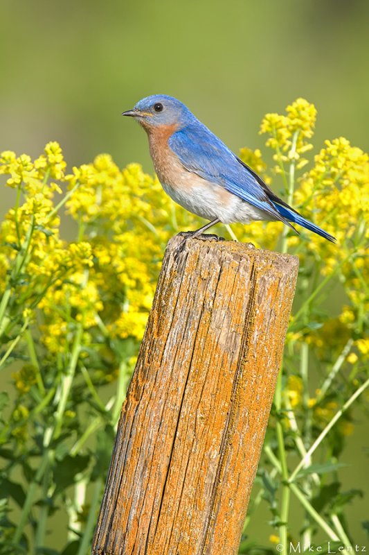 Eastern Bluebird on field post