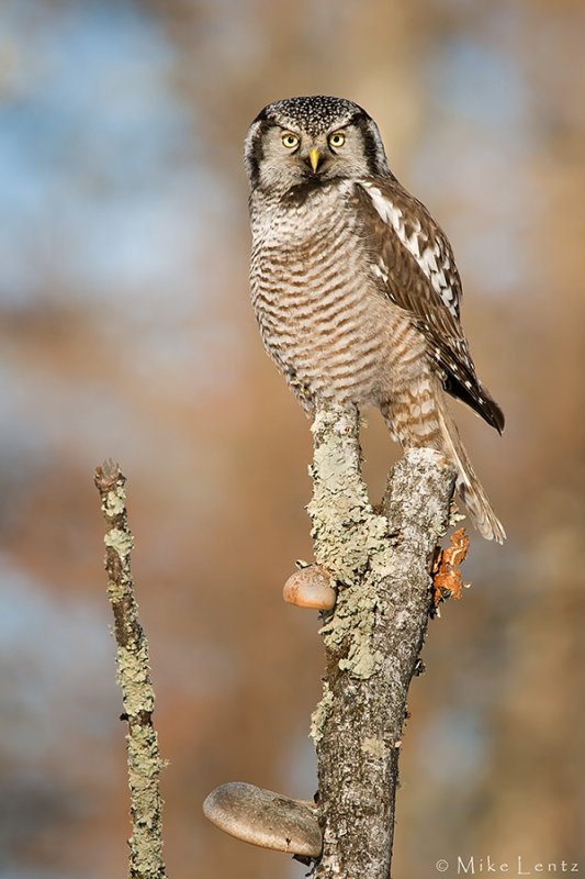 Northern Hawk Owl