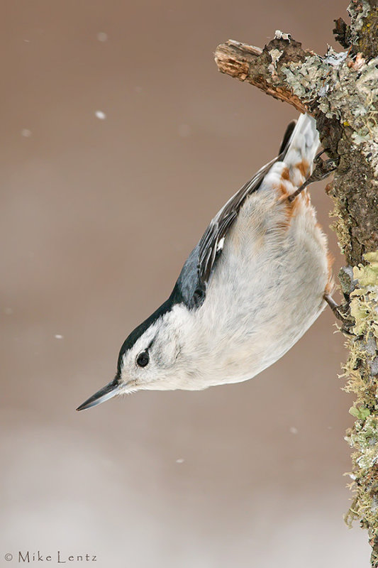 White Breasted Nuthatch