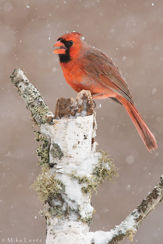 Northern Cardinal