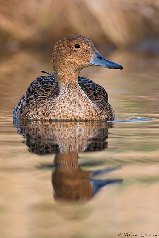 Northern Pintail (Hen)