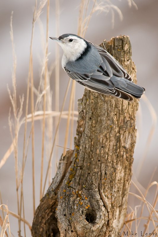White Breasted Nuthatch (scenic scene)