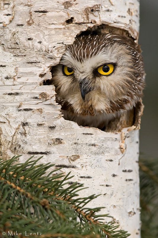 Saw Whet Owl in nest cavity