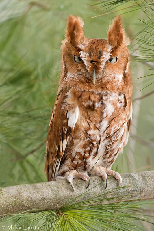 Eastern Screech Owl  (Red morph)