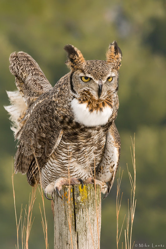 Great Horned Owl