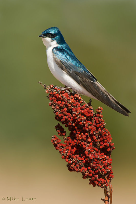 Tree Swallow